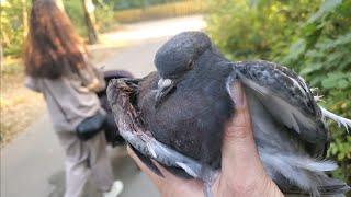 Сам не поможешь, никто не поможет! Молодой голубь с больным крылом