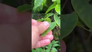 Native plant to the midwest in the USA Zanthoxylum Americanum related to limes and lemons!
