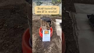 Planting cosmos in a seed snail. #seedsnail #gardening #greenhouse #propagation #innovation #organic