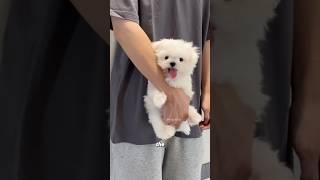 Cute Maltese  #animals #animallife #cuteanimal #animalove #pets #short