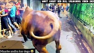 Most Dangerous Red bull unloading video 2023 | Eiduladha2023  @PETSDEEWANGI