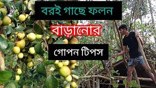 কুল গাছে ফলন বাড়ানোর টিপস #কুল #বরই #ফল #গাছ