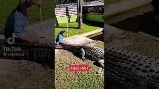 #shorts #viral #shortads #shortads #aussie #crocodile #cartoon #instagram