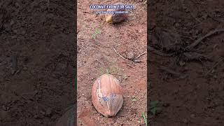 COCONUT FARM FOR SALE #Shorts #Coconutfarmforsaleinkinathukadavu #Grandwaypropertiescovai #1acrefarm