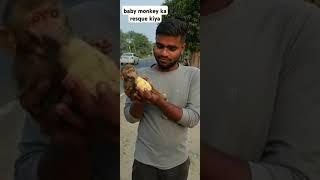 baby monkey ka rescue kiya #trending #shortvideo #youtubeshorts