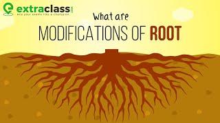 What are modifications of root? | Plants | Biology | Extraclass.com