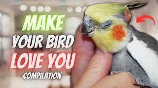 How to Make Your Cockatiel Bird Love You  | Compilation