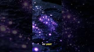 Glowing Beaches Explained  The Science Behind Nature’s Blue Light
