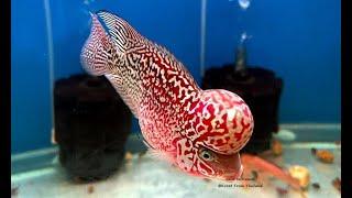 4 Amazing F2 Red Parrot Kamfa Flowerhorn Fish | Flowerhorn Boss