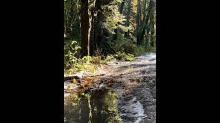 Stunning sun rays pierce through a wet PNW forest