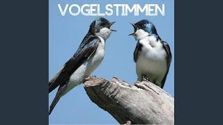 Vogelstimmen - Entspannungsmusik, Natur und Meditation