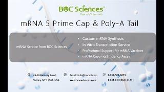 mRNA  5' Cap and Poly A - 5' mRNA Capping - mRNA 3’ Poly A - RNA Processing: 5' Cap & 3' PolyA Tail