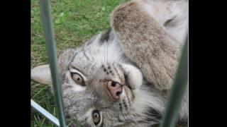 Maxwell "Max" Canada Lynx Happy 6th Birthday!