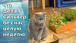 Что делал Сильвер без нас целую неделю / Такого Сильвера вы еще не видели