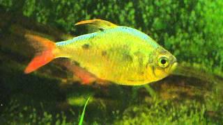 Micobacterium on Columbian tetra | Колумбийская (сапфировая) тетра, поражённая туберкулёзом