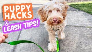 Puppy & Leash Tips that TRULY WORK!  Nobody talks about these and they're gamechangers!!!