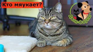 Почему мяукает кошка? Частые причины и что можно сделать самостоятельно (если нужно что-то делать)