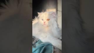 Chandu is not the champion I am  #cat #cutecat