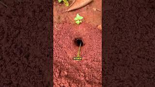 How Chinese Use This Genius Trick To Hunt Bugs With Ants