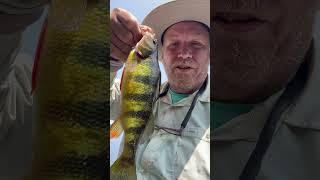 Yellow perch love it ￼