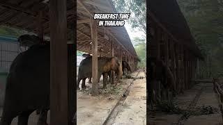 Breakfast in Thailand #shortsviral #travel #elephants #breakfast #shortstrending #thailand