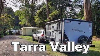 Tarra-Bulga National Park, A Rainforest in Victoria, Tarra Valley.