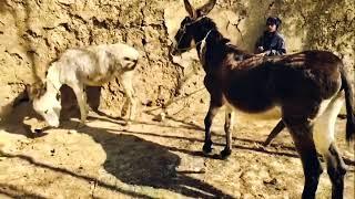 Man meeting | donkey meeting | Female donkey Animal Meeting #animals