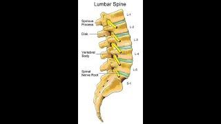 Two Minutes of Anatomy: Lumbar Spine