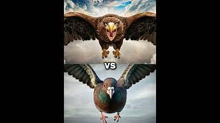 Eagle vs Vultures vs ( falcon, crow,  owl, seagull, Duck, toucan bird, Macow, pigeon).