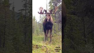 Yukon wildlife: Bull moose in velvet