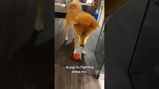 shiba inu try this kung-fu fighting! #dog #shiba #pets #ruslyn #cute