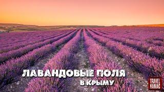 Лавандовые поля в Крыму (эпичное видео с дрона)