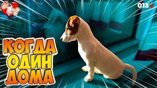 DOGVLOG ЛОКИ БОБО ОДИН ДОМА. Говорящая собака  013 серия