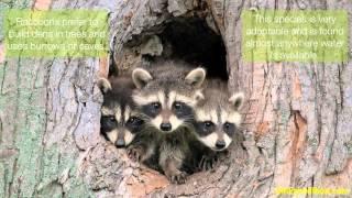 Information about Raccoon