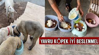 KANGALLARIMIN SABAH KAHVALTISI YAVRU KÖPEK BAKIMI ÇOK ÖNEMLİ!