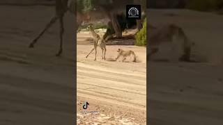 Young Giraffe Runs Faster Than Lion in Epic Wildlife Chase