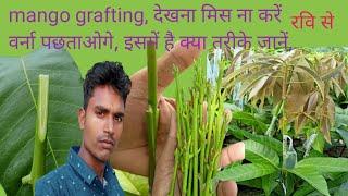 ग्राफ्टिंग सेट कैसे करें जानिए,mango grafting plant video, mango plant ko growth  kaise kare video,