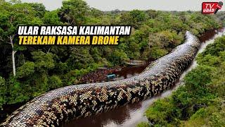 Ngeri !! Pilot Drone Merekam Ular Raksasa Sepanjang 60 Meter di Sungai Tengah Hutan Kalimantan...