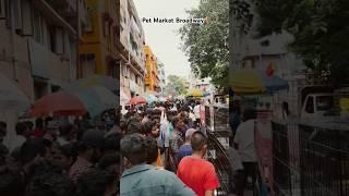 pet market chennai Broadway #pets #petsmarket #kozhimarket #chennai #youtubeshorts #shorts #viral