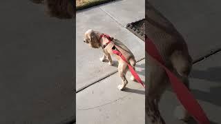 Nic wait for sister got out of the school bus. #cockerspaniel #dogs #youtubeshorts