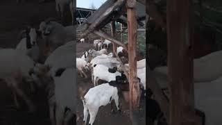 active bucks eases multiplication of goats
