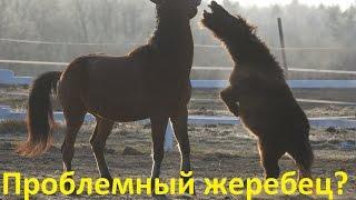 Проблемный жеребец? Так ли это?