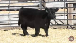 Fillmore Cattle Tag 606