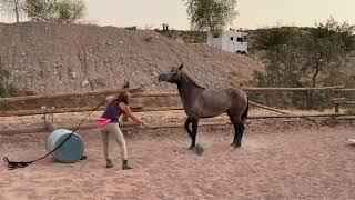 Gentling a Wild Mustang - Day 73 (Trailer Loading & Jumping the Barrel)