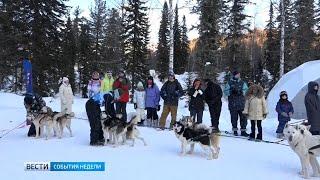 В Шерегеше на Секторе Е отметили День ездовых собак.