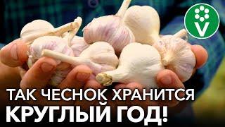 ЧЕСНОК БУДТО ТОЛЬКО С ГРЯДКИ КРУГЛЫЙ ГОД! 5 отличных способов хранения чеснока