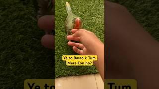 Pretty Little Babies Always chase me #pretty #babies #babybird #babyparrot #alexander #cuteanimals