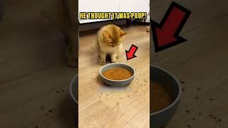 The Cats Would Rather Starve Than Eat This ️