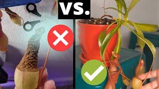 How to Trim Nepenthes Pitcher Plants and Promote Their Growth  - Pruning Guide