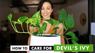 How to care for Indoor Devil's ivy plant